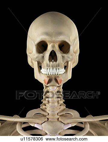 Human facial muscles, computer illustration. View Large Photo Image Stock Photograph - Human facial muscles, computer illustration.. Fotosearch