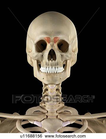 Human facial muscles, computer illustration. View Large Photo Image Stock Photograph - Human facial muscles, computer illustration.. Fotosearch