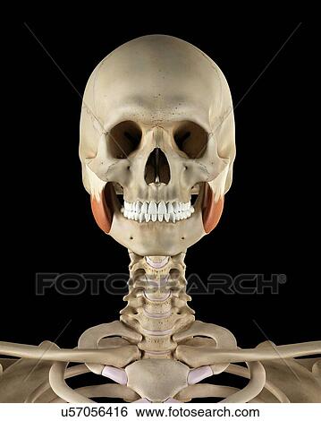 Human facial muscles, computer illustration. View Large Photo Image Stock Photograph - Human facial muscles, computer illustration.. Fotosearch