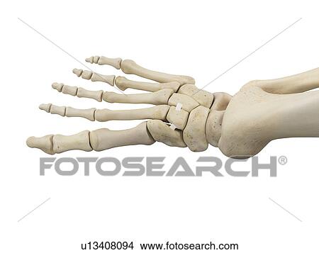 Picture - Human foot anatomy, computer illustration.. Fotosearch