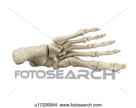 Human foot anatomy, computer illustration. View Large Photo Image Picture - Human foot anatomy, computer illustration.. Fotosearch