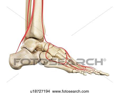 Human foot anatomy, computer illustration. View Large Photo Image Picture - Human foot anatomy, computer illustration.. Fotosearch