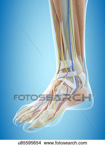 Picture - Human foot anatomy, computer illustration.. Fotosearch