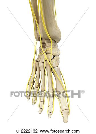 Stock Image - Human foot anatomy, computer illustration.. Fotosearch