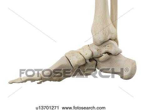 Stock Image - Human foot anatomy, computer illustration.. Fotosearch