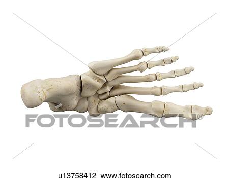Stock Image - Human foot anatomy, computer illustration.. Fotosearch