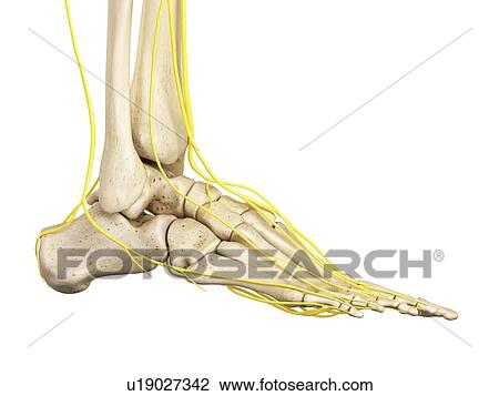 Stock Image - Human foot anatomy, computer illustration.. Fotosearch