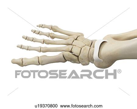 Human foot anatomy, computer illustration. View Large Photo Image Stock Image - Human foot anatomy, computer illustration.. Fotosearch