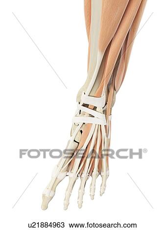 Human foot anatomy, computer illustration. View Large Photo Image Stock Image - Human foot anatomy, computer illustration.. Fotosearch