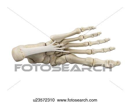Stock Image - Human foot anatomy, computer illustration.. Fotosearch