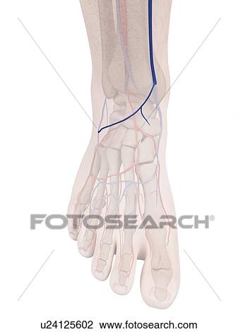Stock Image - Human foot anatomy, computer illustration.. Fotosearch