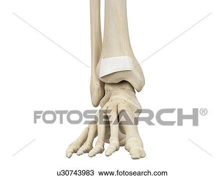 Stock Image - Human foot anatomy, computer illustration.. Fotosearch