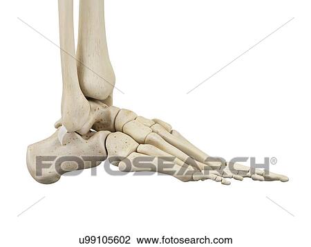Stock Image - Human foot anatomy, computer illustration.. Fotosearch