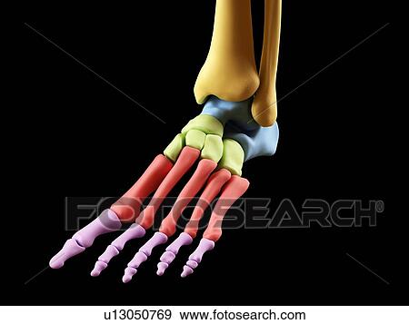 Human foot anatomy, computer illustration. View Large Photo Image Stock Photo - Human foot anatomy, computer illustration.. Fotosearch