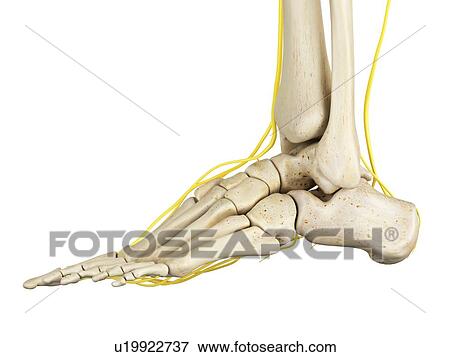 Stock Photo - Human foot anatomy, computer illustration.. Fotosearch