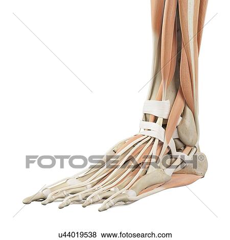 Stock Photo - Human foot anatomy, computer illustration.. Fotosearch