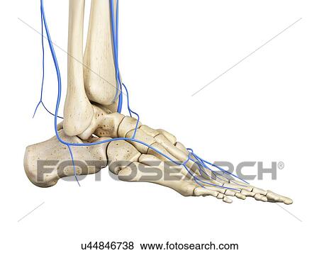 Stock Photo - Human foot anatomy, computer illustration.. Fotosearch