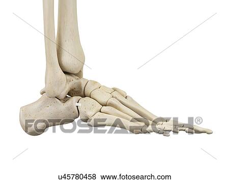 Stock Photo - Human foot anatomy, computer illustration.. Fotosearch