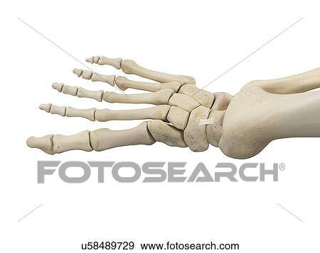 Stock Photo - Human foot anatomy, computer illustration.. Fotosearch