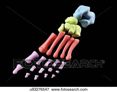 Stock Photo - Human foot anatomy, computer illustration.. Fotosearch