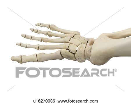 Stock Photograph - Human foot anatomy, computer illustration.. Fotosearch