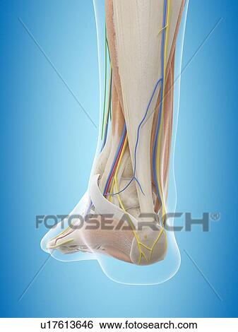 Human foot anatomy, computer illustration. View Large Photo Image Stock Photograph - Human foot anatomy, computer illustration.. Fotosearch