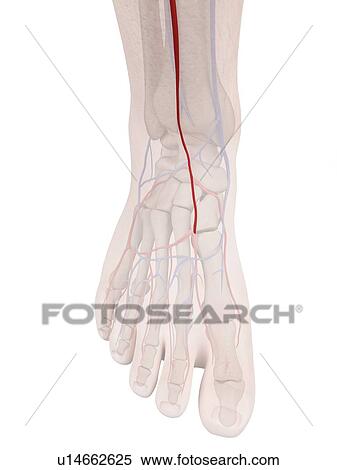 Human foot anatomy, computer illustration. View Large Photo Image Stock Photography - Human foot anatomy, computer illustration.. Fotosearch