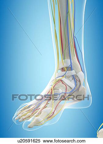 Stock Photography - Human foot anatomy, computer illustration.. Fotosearch