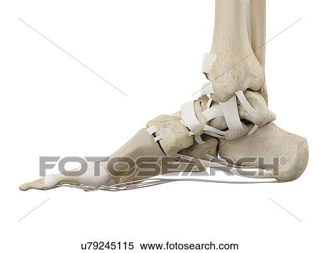 Stock Photography - Human foot anatomy, computer illustration.. Fotosearch