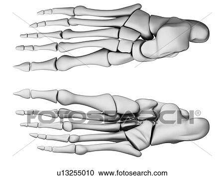 Human foot bones, computer artwork. View Large Photo Image Stock Image - Human foot bones, computer artwork.. Fotosearch