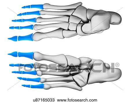 Human foot bones, computer artwork. View Large Photo Image Stock Image - Human foot bones, computer artwork.. Fotosearch