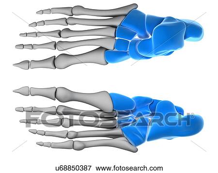 Human foot bones, computer artwork. View Large Photo Image Stock Photo - Human foot bones, computer artwork.. Fotosearch