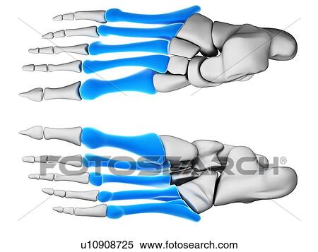 Human foot bones, computer artwork. View Large Photo Image Stock Photography - Human foot bones, computer artwork.. Fotosearch