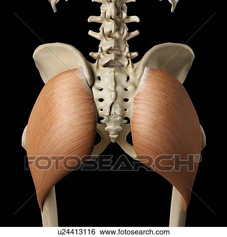 Stock Photograph - Human gluteus maximus muscles, computer illustration.. Fotosearch