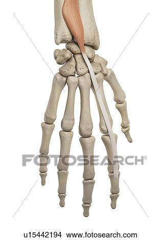 Human hand anatomy, computer illustration. View Large Photo Image Picture - Human hand anatomy, computer illustration.. Fotosearch