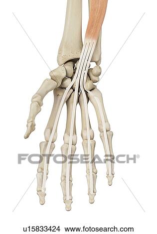 Picture - Human hand anatomy, computer illustration.. Fotosearch