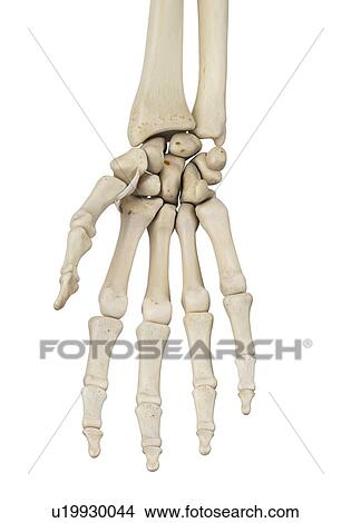 Picture - Human hand anatomy, computer illustration.. Fotosearch