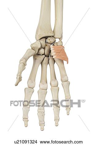 Human hand anatomy, computer illustration. View Large Photo Image Picture - Human hand anatomy, computer illustration.. Fotosearch