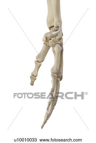 Stock Image - Human hand anatomy, computer illustration.. Fotosearch