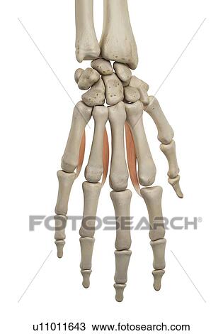 Human hand anatomy, computer illustration. View Large Photo Image Stock Image - Human hand anatomy, computer illustration.. Fotosearch