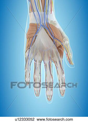 Stock Image - Human hand anatomy, computer illustration.. Fotosearch