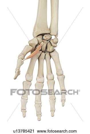 Human hand anatomy, computer illustration. View Large Photo Image Stock Image - Human hand anatomy, computer illustration.. Fotosearch