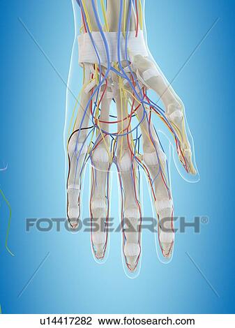 Human hand anatomy, computer illustration. View Large Photo Image Stock Image - Human hand anatomy, computer illustration.. Fotosearch