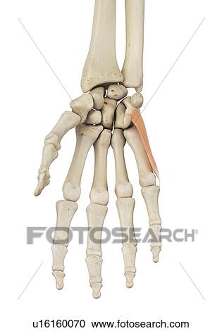 Stock Image - Human hand anatomy, computer illustration.. Fotosearch