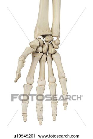 Human hand anatomy, computer illustration. View Large Photo Image Stock Image - Human hand anatomy, computer illustration.. Fotosearch