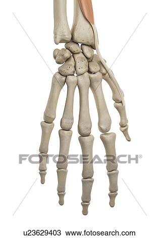 Stock Image - Human hand anatomy, computer illustration.. Fotosearch