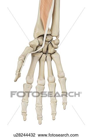 Human hand anatomy, computer illustration. View Large Photo Image Stock Image - Human hand anatomy, computer illustration.. Fotosearch