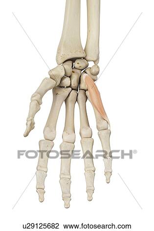 Human hand anatomy, computer illustration. View Large Photo Image Stock Image - Human hand anatomy, computer illustration.. Fotosearch
