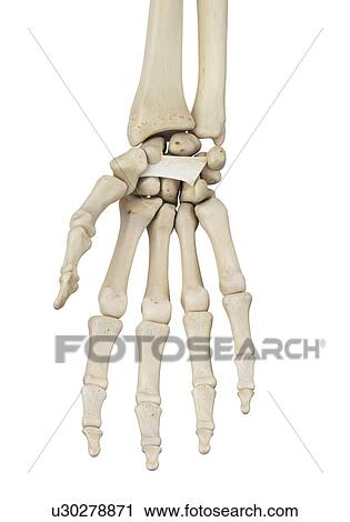 Human hand anatomy, computer illustration. View Large Photo Image Stock Image - Human hand anatomy, computer illustration.. Fotosearch