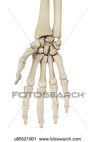 Stock Image - Human hand anatomy, computer illustration.. Fotosearch